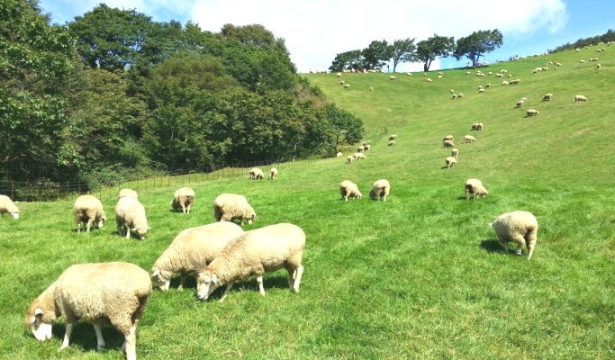 sheep farm tour